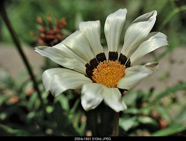 Click image for larger version. 

Name:	DSC_2726.JPG 
Views:	40 
Size:	509.8 KB 
ID:	27767
