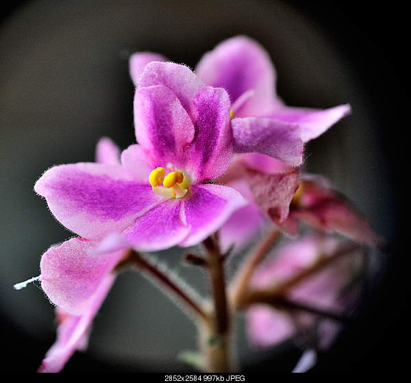 Click image for larger version. 

Name:	DSC_1644.jpg 
Views:	48 
Size:	996.7 KB 
ID:	27885