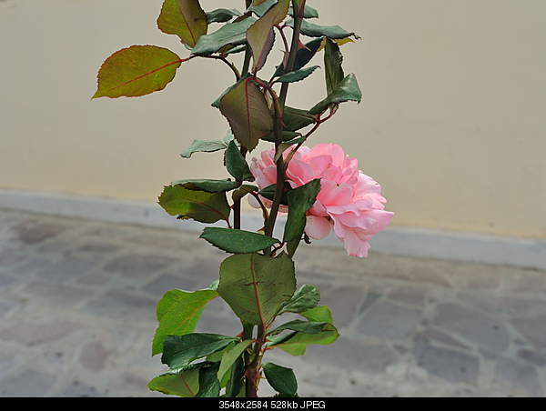 Click image for larger version. 

Name:	DSC_2034.jpg 
Views:	44 
Size:	527.6 KB 
ID:	29013