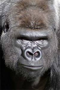 Name:  gorilla_.jpg
Views: 271
Size:  11.9 KB