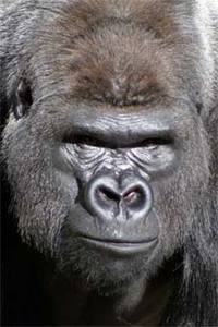 Name:  gorilla_.jpg
Views: 268
Size:  11.9 KB