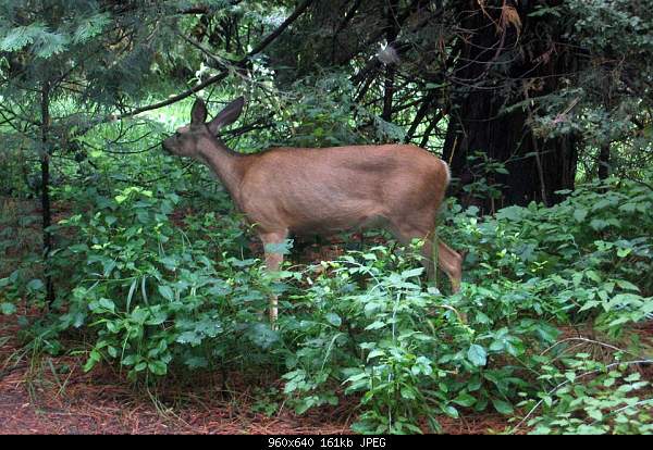 Click image for larger version. 

Name:	Deer1234edit.jpg 
Views:	1911 
Size:	160.5 KB 
ID:	5031
