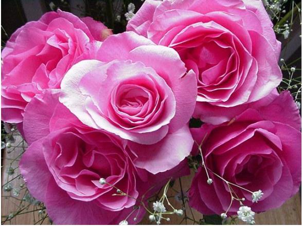 Name:  rose.JPG
Views: 627
Size:  51.8 KB