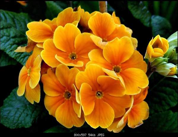 Click image for larger version. 

Name:	Ярко-оранжевые цветы.jpg‎ 
Views:	55 
Size:	54.3 KB 
ID:	8847